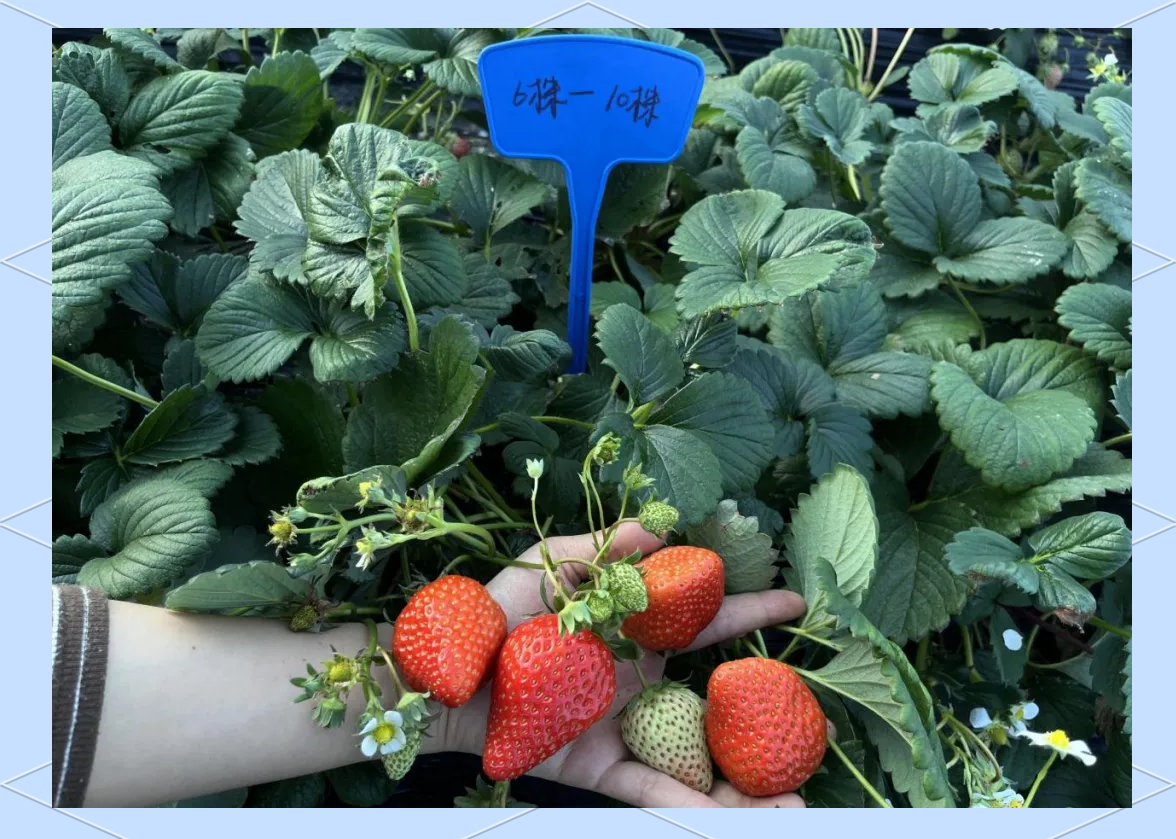 高清微距镜头下,同一品种草莓果实呈现青绿、转白、初红、全红四个典型成熟阶段;背景为洁净采摘筐,果实表面绒毛清晰可见,果萼鲜绿挺括,无萎蔫或机械损伤,体现采收标准与品质控制要点 草莓不同成熟度果实特写对比图