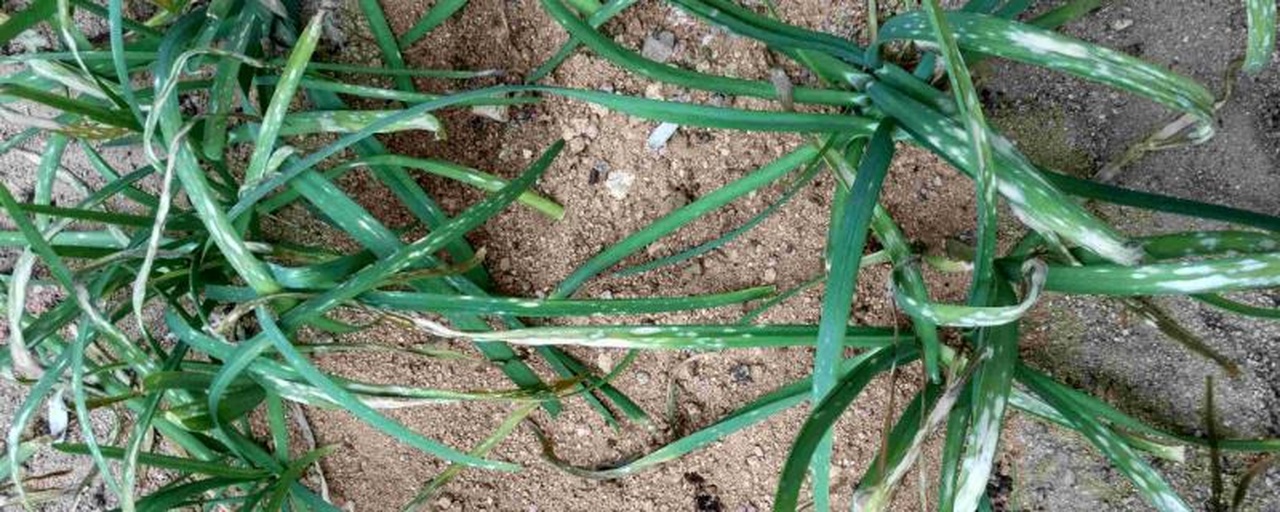 大葱发白现象展示图