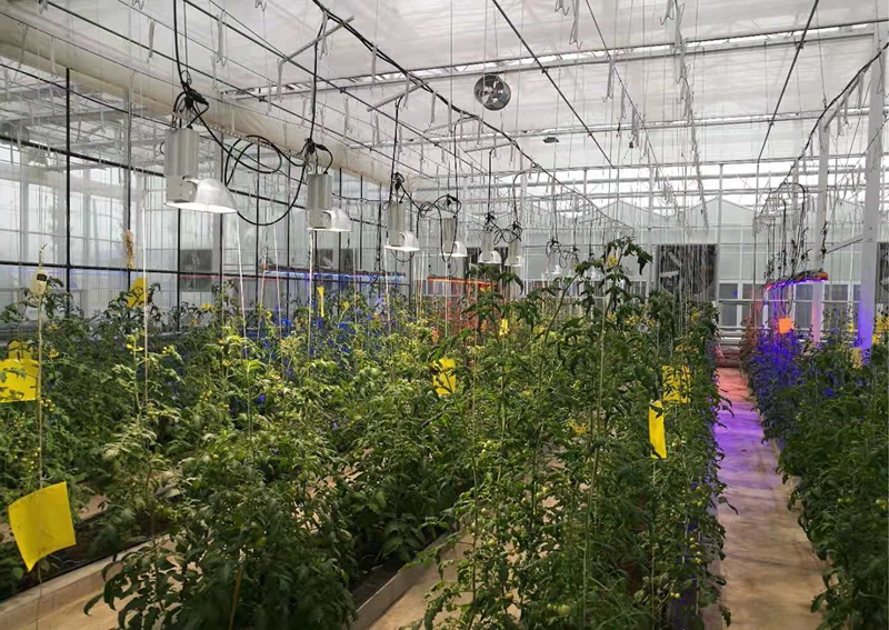 一名农民正在日光温室内对番茄植株进行叶面喷雾作业,手持电动喷雾器,身穿防护服;背景中可见整齐排列的番茄植株,部分植株已挂果,棚内设有黄板监测虫情,展现现代化设施农业管理场景 西红柿田间综合管理场景