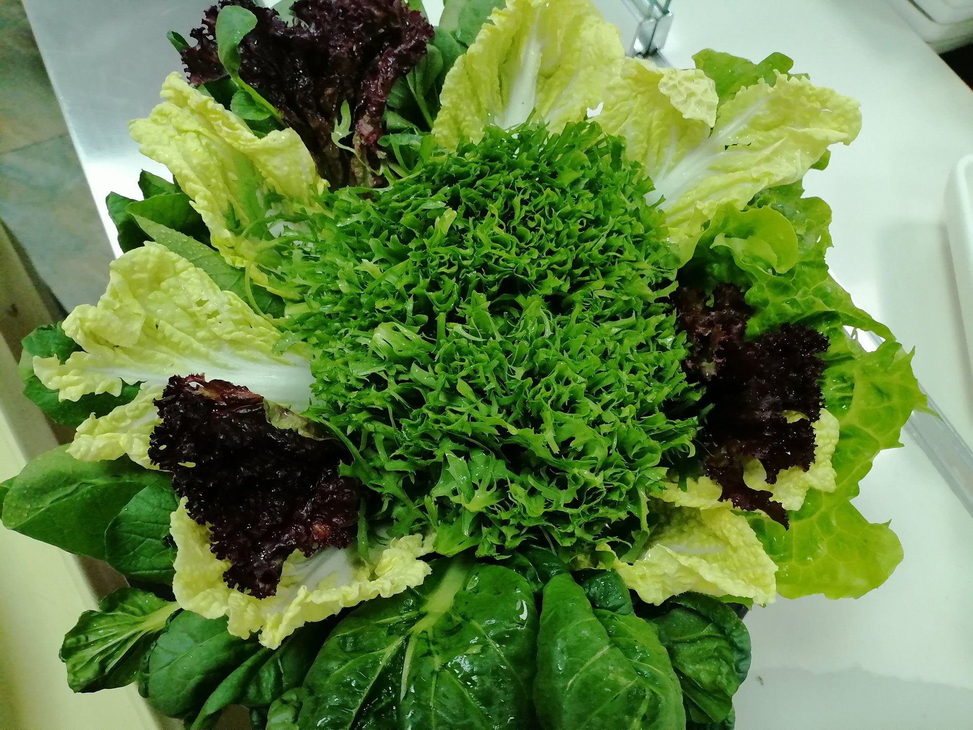 一份色彩丰富的生菜沙拉拼盘,展示生菜作为健康食材的多样化搭配方式,适用于减脂、轻食人群 家庭餐桌上的生菜沙拉拼盘,包含罗马生菜、紫甘蓝、樱桃番茄、牛油果,配有橄榄油醋汁