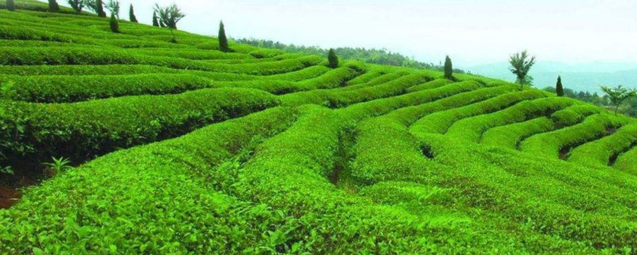 茶园分区管理示意图