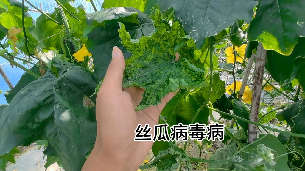丝瓜病毒病典型症状对比图：左侧健康丝瓜叶片舒展翠绿，右侧感病叶片呈现明显花叶、皱缩、泡状突起及叶缘上卷