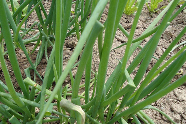 一株完整的胡葱,地上部分为细长绿色中空叶片,地下部分为白色略带紫色的球形鳞茎,整体生长在土壤中,背景为田园环境,光线柔和自然 胡葱植株特写