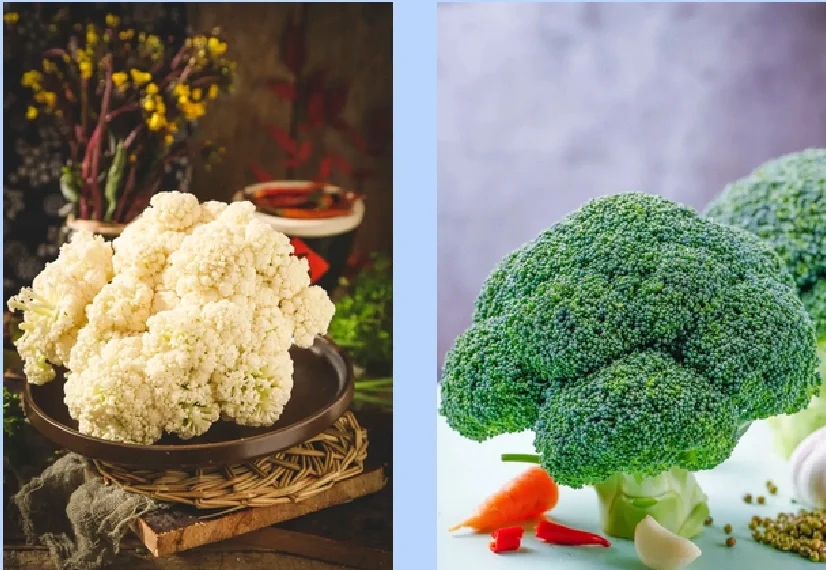 白花菜花与其他彩色花菜对比图