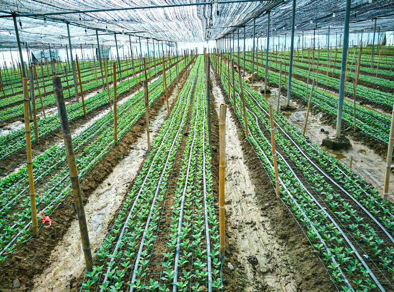 野菊花大田移栽现场
