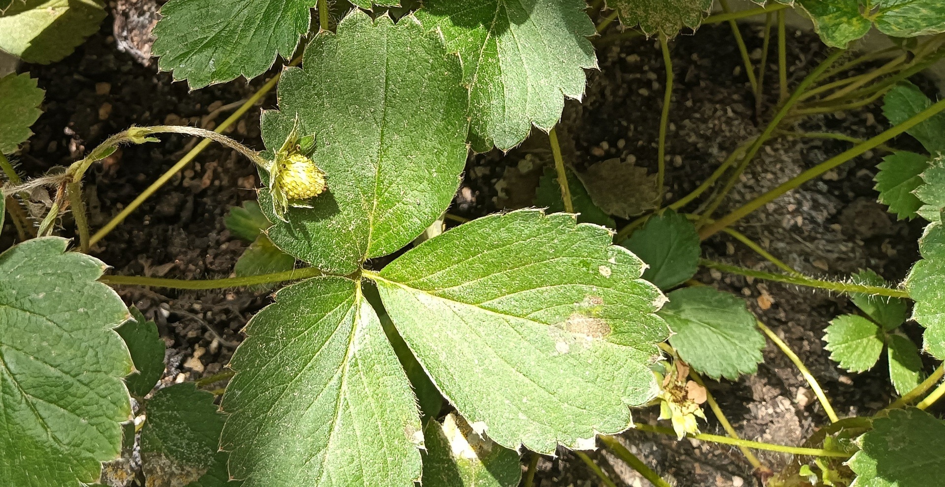 白草莓植株和果实特写