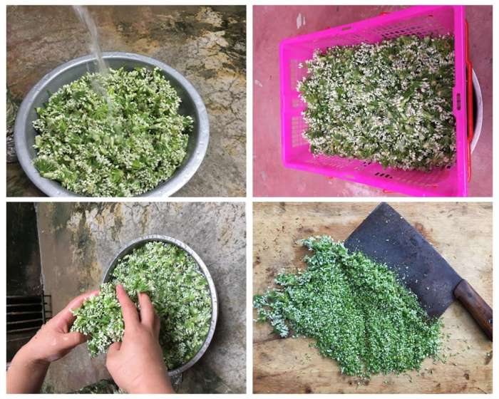 蒜薹营养结构剖面图