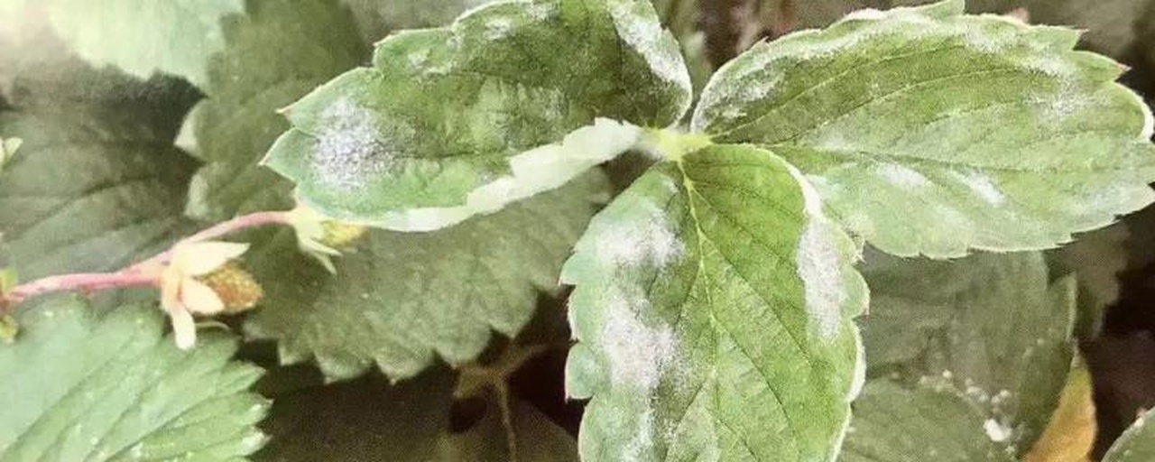 草莓白粉病叶片症状特写