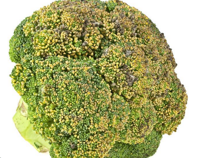 一盘已经发黄并带有褐色斑点的西兰花特写，花蕾松散，部分区域出现轻微霉斑