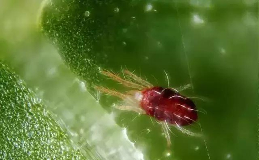 罗汉松叶片背面红蜘蛛危害特写