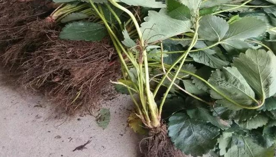 奶油草莓的幼苗特写,展示其叶片形态和根系结构 奶油草莓的幼苗