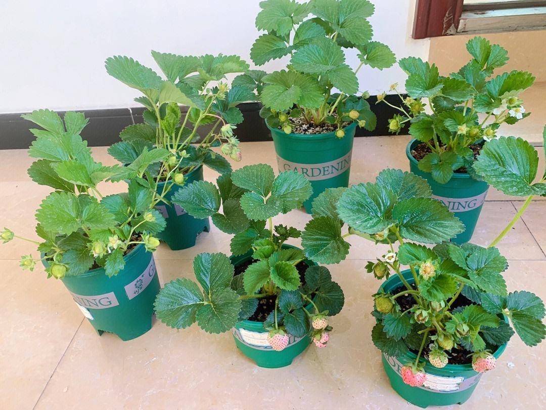 成熟草莓植株与果实特写