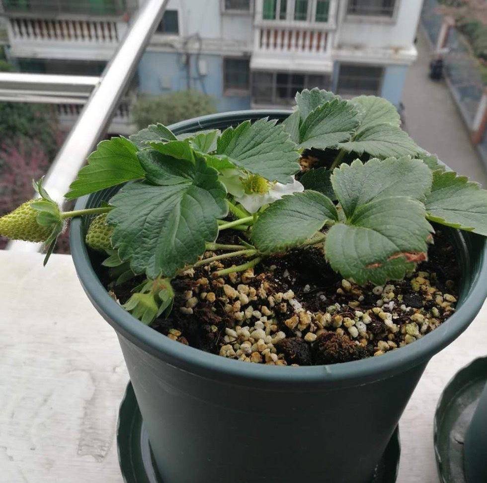 一个城市家庭的阳台上,多个塑料种植箱整齐排列,箱中生长着茂盛的草莓植株,部分植株已结出大小不一的红色果实,一名成年人正弯腰观察叶片状态,旁边放置喷壶和园艺剪刀,展现都市人参与家庭园艺的生活画面 家庭阳台种植草莓场景