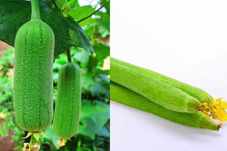 图示内容:一根完整的老丝瓜从采摘、浸泡、去皮、刷洗到最终形成白色丝瓜络的全过程,背景为农村庭院晾晒场景,展示多个阶段实物对比 丝瓜络加工流程示意图