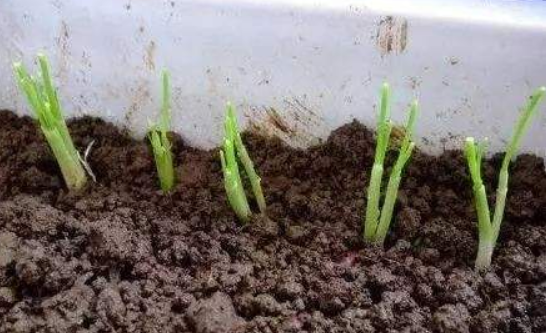 小葱幼苗生长图