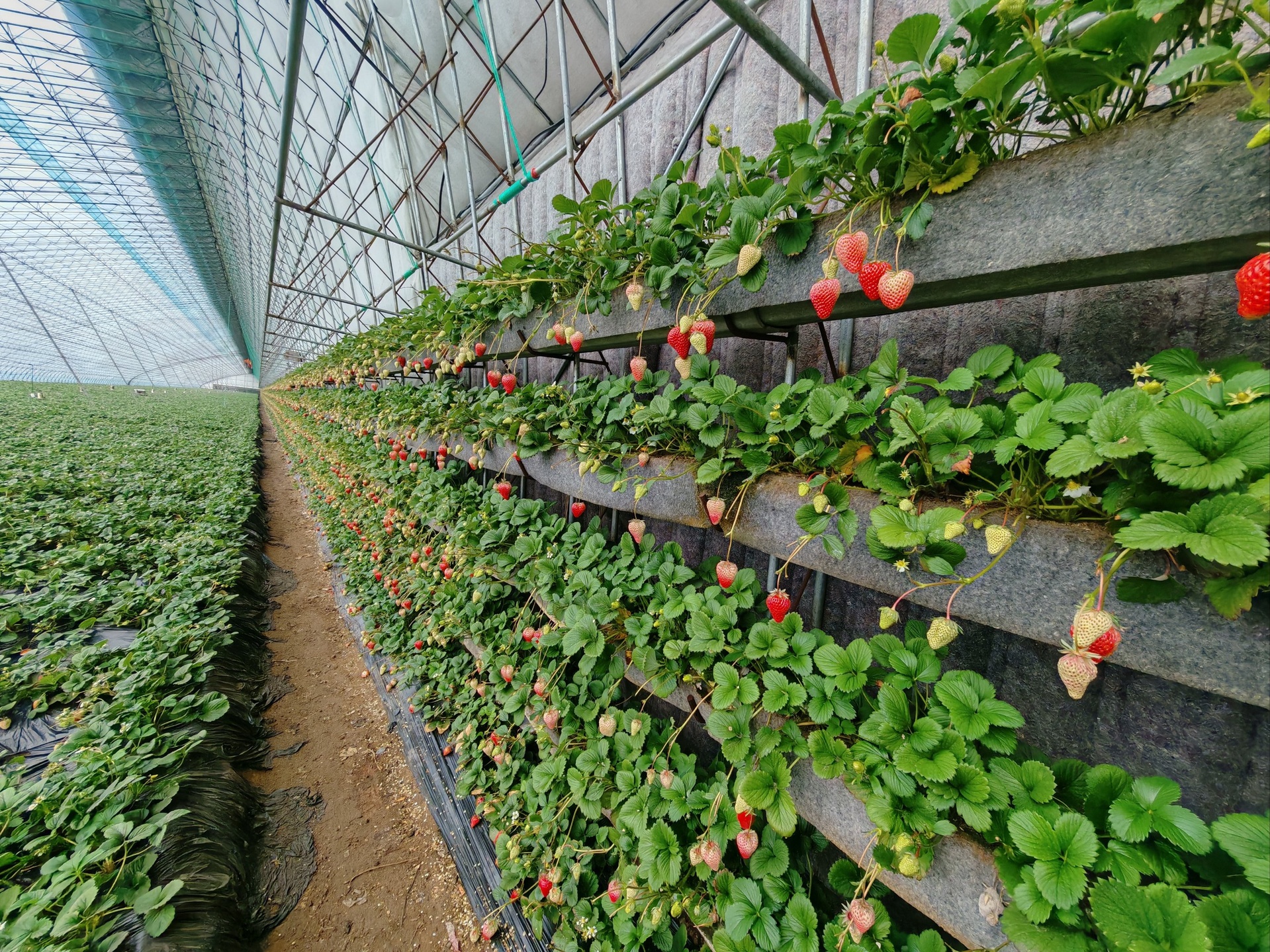 草莓立体种植槽不同型号实物对比图