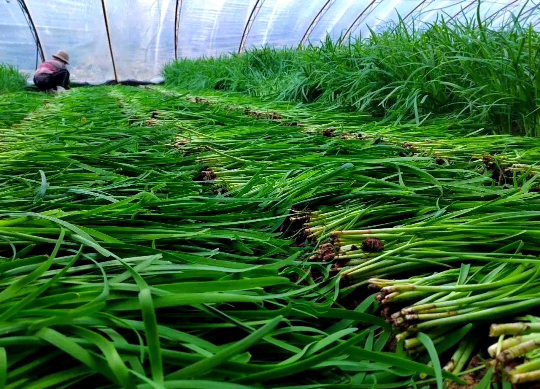 一片茂盛的韭菜种植基地,整齐排列的绿色韭菜丛覆盖田地,农民正在弯腰收割,远处可见温室大棚,阳光洒在叶片上形成光斑 韭菜田地