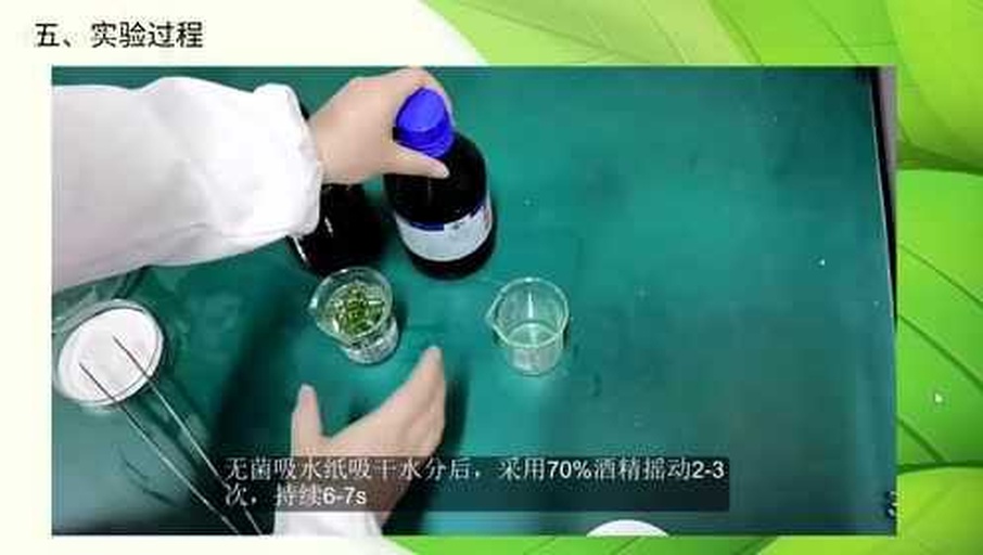 技术人员正在实验室配制赤霉酸溶液,使用电子天平精确称量药剂,烧杯中标有‘GA3 2g/15kg’字样,旁边放置酒精、搅拌棒、稀释桶等工具,背景为标准化葡萄试验园 葡萄拉穗药液配制现场图