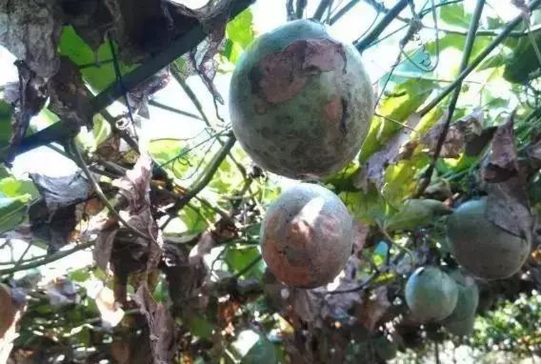 左侧为干燥后的罗汉果,表皮棕褐色、布满皱纹,呈圆形;右侧为攀爬在支架上的罗汉果活体植株,叶片心形,藤蔓缠绕,开着黄色小花,展示其作为藤本植物的生长形态 罗汉果干果与植株对比图