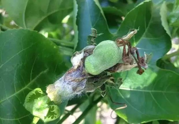 百香果枯萎症状图