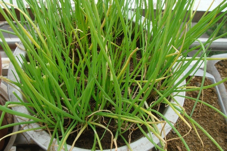 家庭阳台大蒜盆栽实拍：三组不同处理对比——A组未割苗（茂盛青绿，基部鼓起明显蒜头轮廓）；B组割苗1次（新叶再生，蒜头微凸）；C组割苗3次（叶片细弱泛黄，盆土表面仅见细小鳞茎残迹）