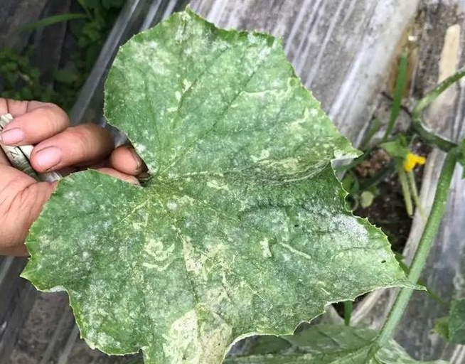 两张并列显微级植物病理图片,左侧显示黄瓜叶片上的多角形黄色病斑边缘清晰,伴有背面灰黑色霉层(霜霉病典型特征);右侧为叶片表面覆盖白色粉末状真菌菌丝(白粉病表现),背景为放大镜视角下的病原菌形态示意 黄瓜霜霉病与白粉病叶片症状图