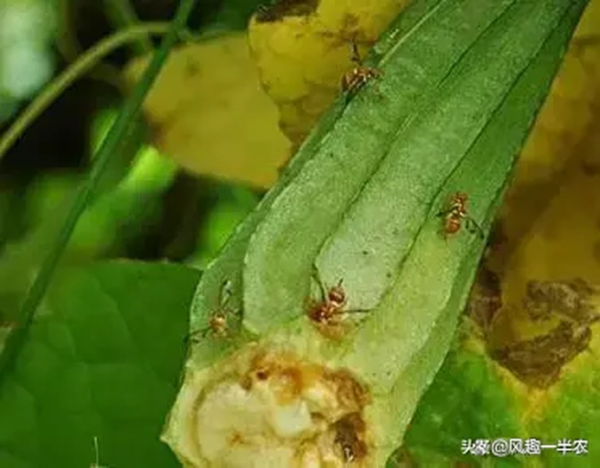 鼻涕虫在白菜叶片上爬行特写