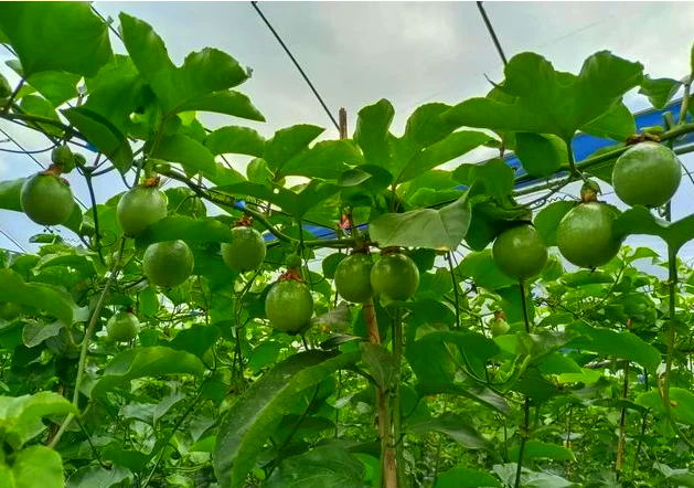 一片郁郁葱葱的热带果园,藤蔓缠绕在支架上,结满金黄色的百香果,部分果实已成熟下垂,阳光透过树叶洒在果面上,呈现出自然生态的种植场景 果园中的黄金百香果藤蔓