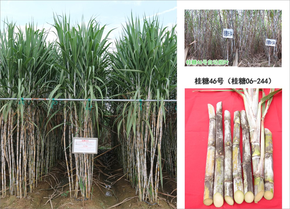 特写镜头下的桂糖42号甘蔗种苗,展示其健康的芽眼结构、饱满的节段形态和无病斑的外表,种苗被整齐捆扎摆放于阴凉通风处,旁边配有测量尺和标签牌,标注‘桂糖42号一级种苗’字样 桂糖42号甘蔗种苗特写展示
