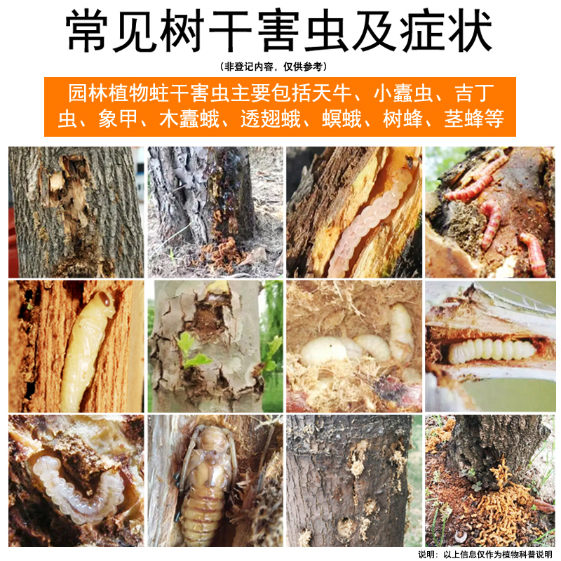 展示油松树干被松树天牛蛀空,树皮脱皮,可见明显虫道 松树天牛危害图