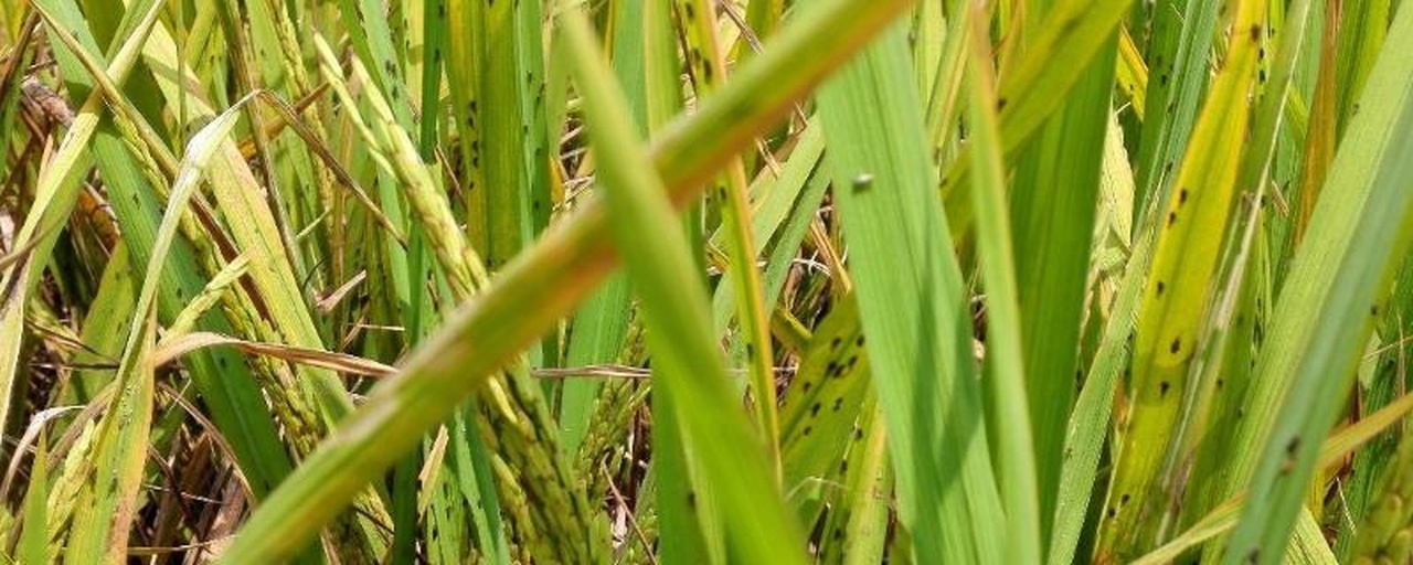 水稻药害典型症状图示,包括叶片发黄、心叶坏死、植株矮化等表现 水稻药害症状图
