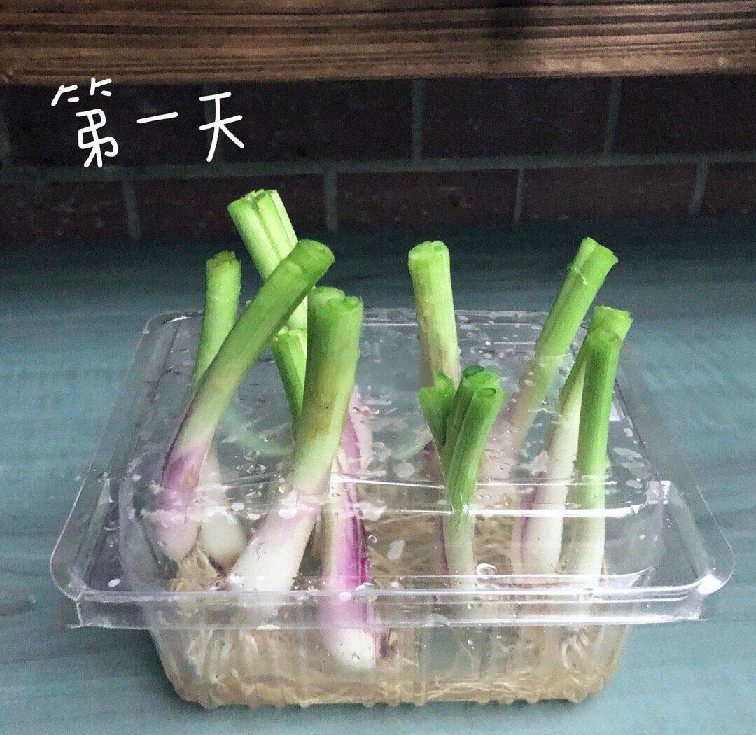 小葱种子处理过程示意图