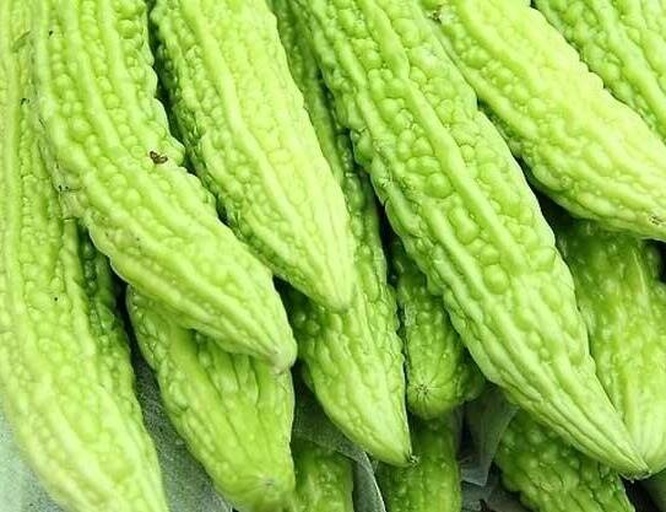 苦瓜整体外观图