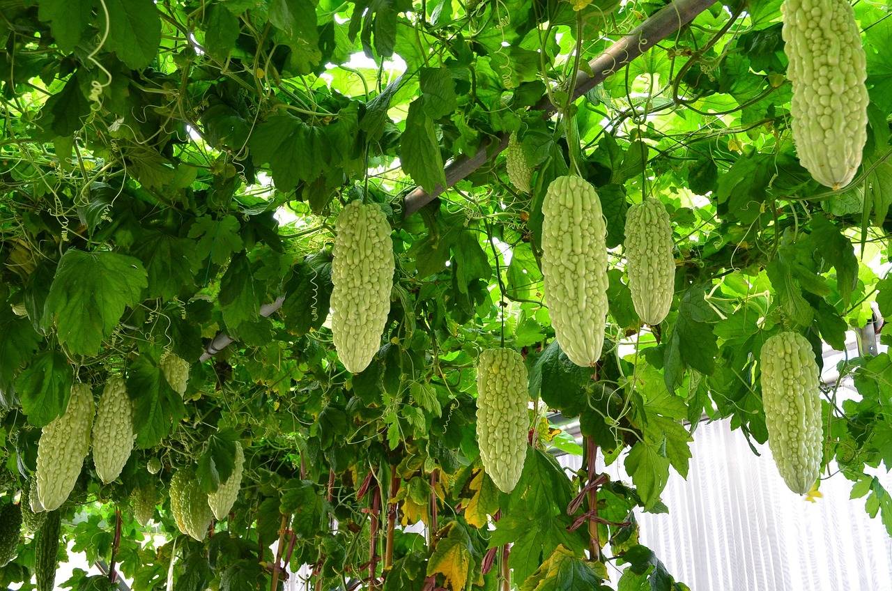 苦瓜植株特写