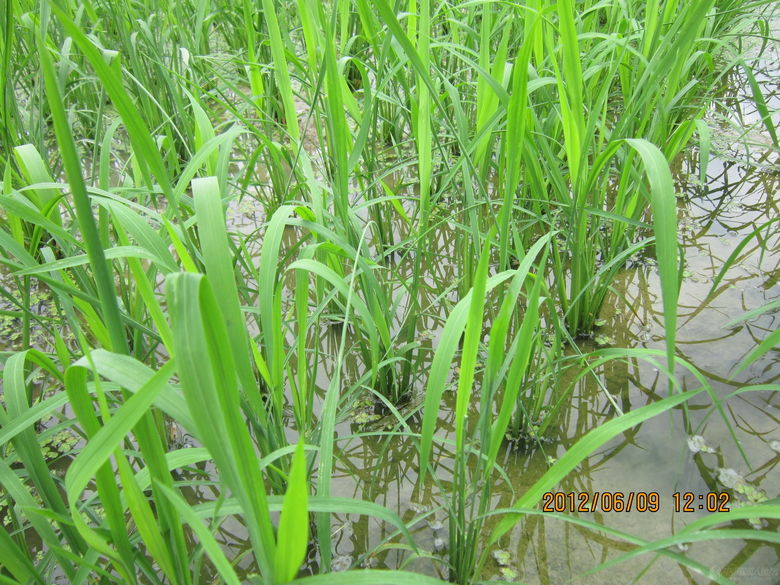 稻田中生长的狗尾草特写