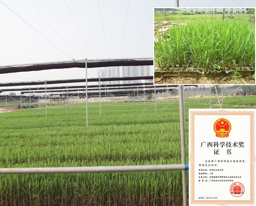 中巴农业科研人员在试验田交流