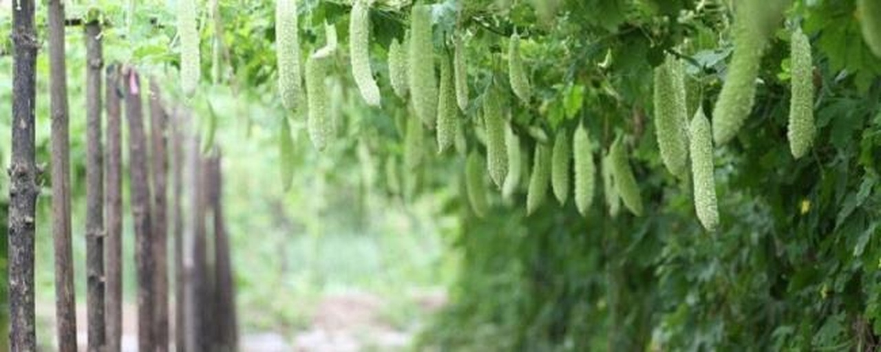 苦瓜田间管理实景图
