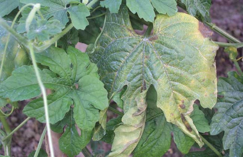 苦瓜黄叶病害特写