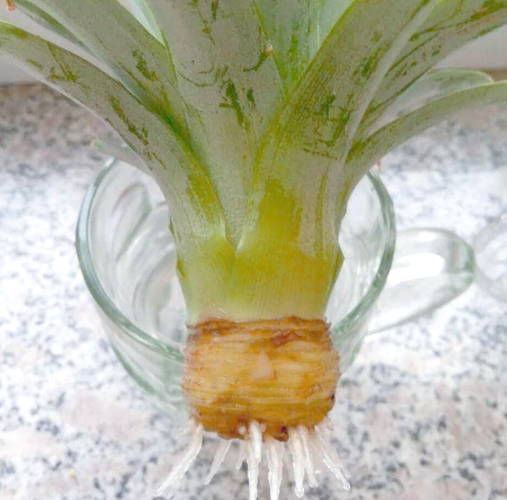 菠萝冠芽水培初期放置于明亮窗台