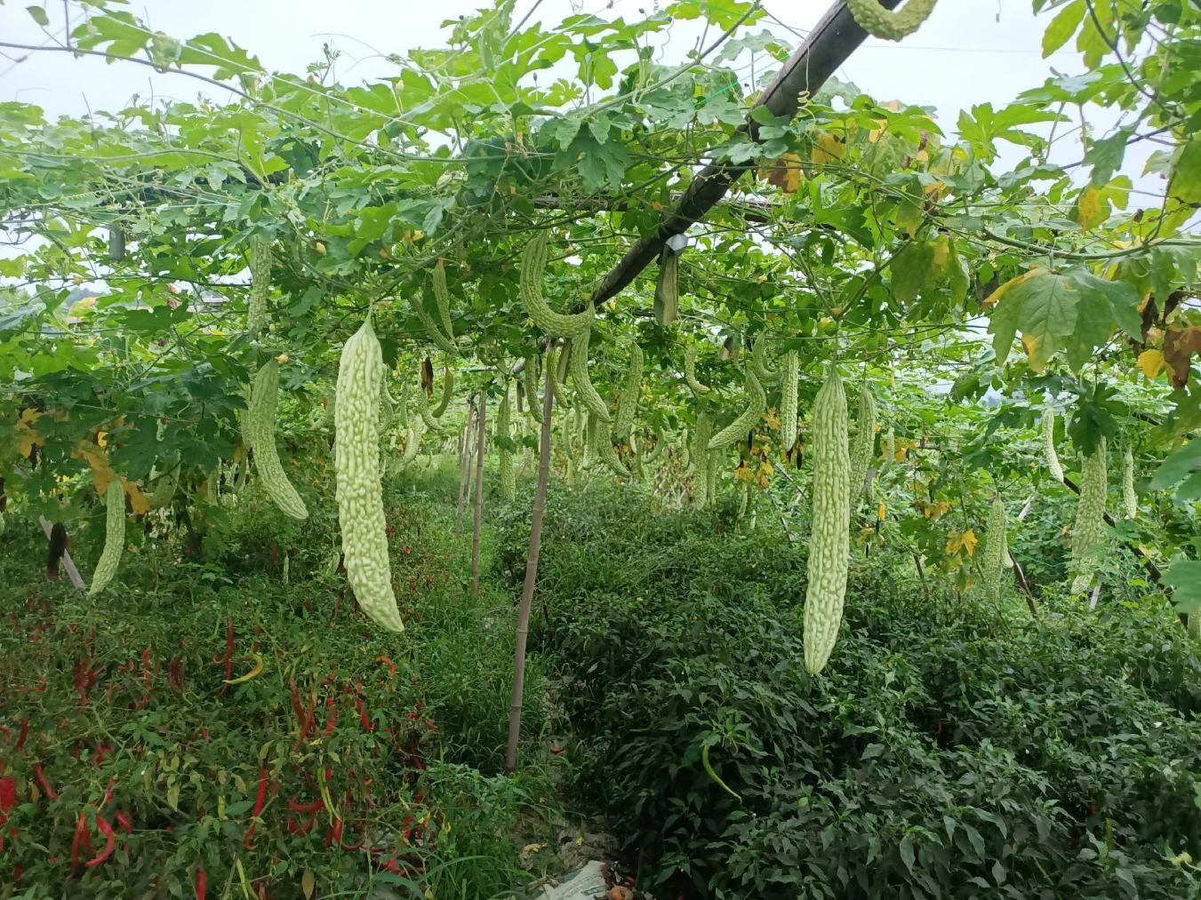 苦瓜田间生长实景