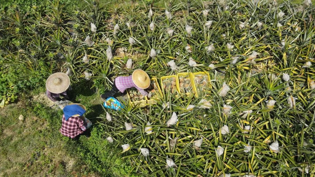 一位农民蹲在田间正在用手采摘已成熟的菠萝,果实呈金黄色,外皮粗糙有六角形瘤眼,周围是绿色的剑形叶片,土地干燥呈浅红色,背景中有成排的菠萝植株,展示人工采收的真实场景 成熟菠萝采摘场景