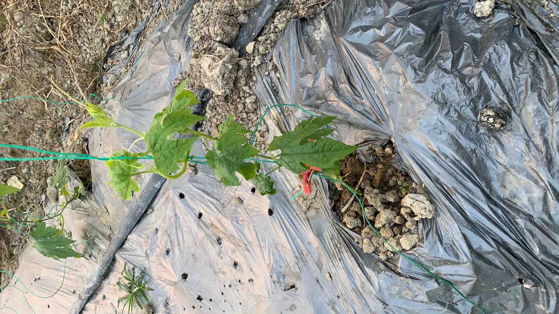 农民正在使用塑料壶对苦瓜植株茎基部进行药液浇灌,药液均匀流入根部土壤,植株叶片轻微发黄,地面覆盖黑色地膜,背景为整齐排列的苦瓜藤架 苦瓜田间药剂灌根操作现场