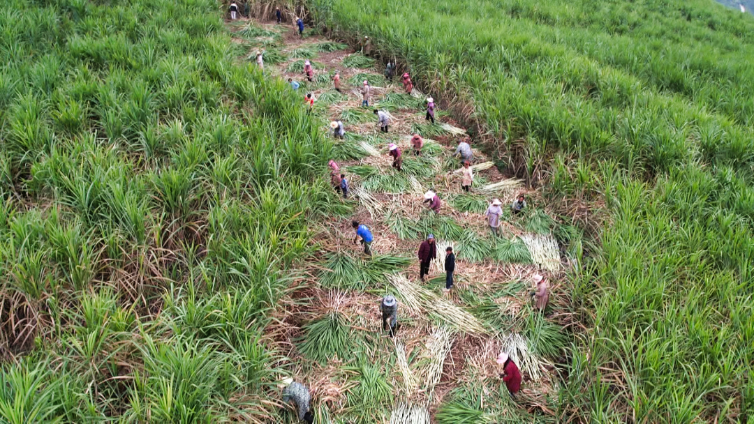 农民收割青甘蔗