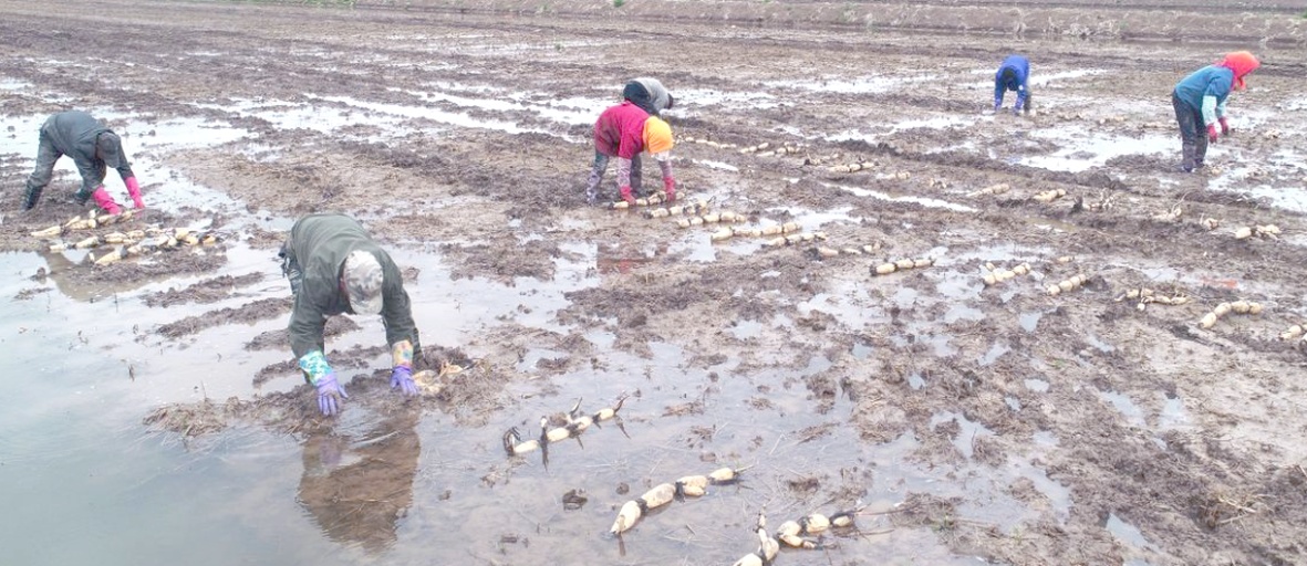 几名农民身穿雨裤在水田中弯腰挖掘莲藕,手中拿着刚出土的带泥莲藕,水面倒映着天空云彩,远处可见成片荷叶 农田中正在采收莲藕的农民
