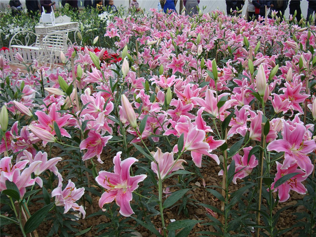 百合花盛开图