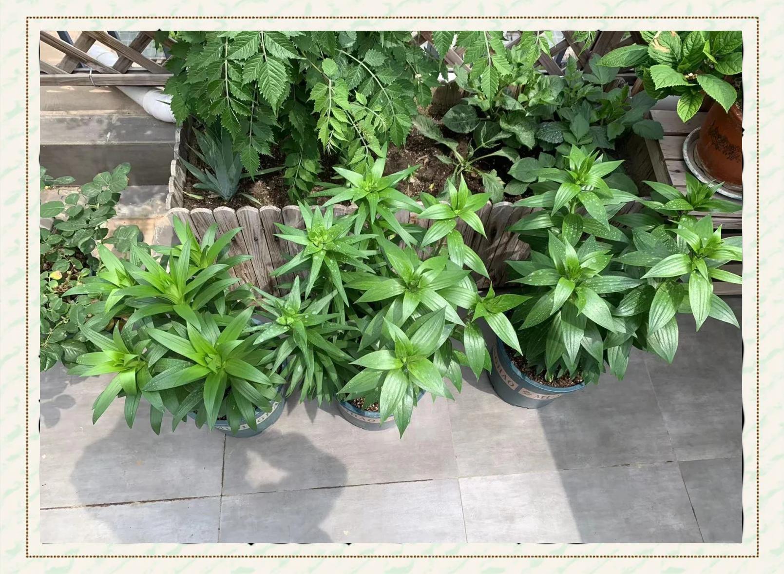 阳台上的百合草盆栽,绿色叶片与白色花朵相映成趣,花盆旁摆放有喷壶和园艺剪刀 百合草栽培场景