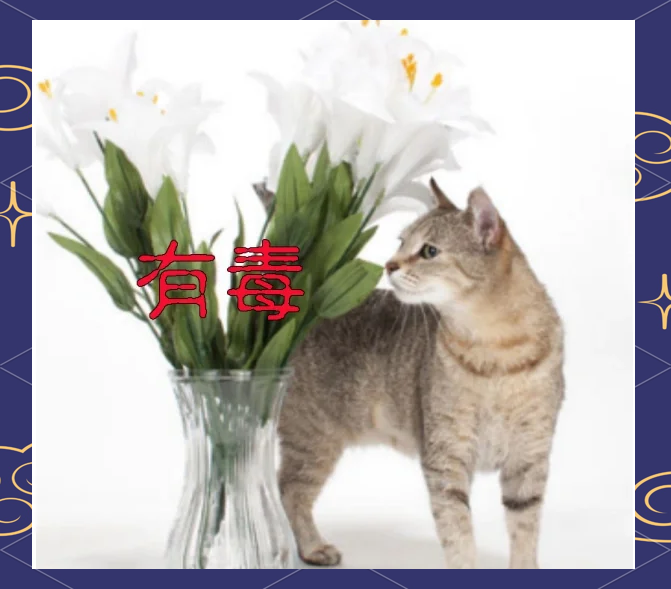 一只家猫好奇地靠近茶几上的百合花，主人正在伸手阻止