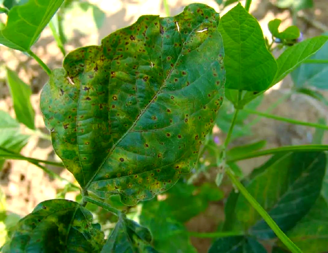 四季豆常见病害叶片对比图