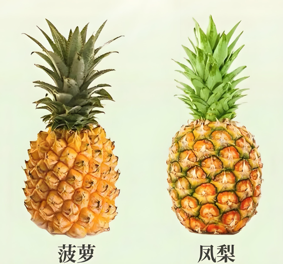 一张信息图表展示菠萝与苹果、香蕉、葡萄、橙子四种水果在热量(千卡/100g)、含糖量(g/100g)、膳食纤维(g/100g)三个维度的柱状对比,突出菠萝的低热量特性 菠萝与其他水果对比图