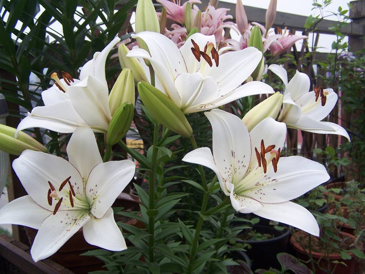 一株盛开的东方百合特写,花朵为深粉色,边缘略带波浪,花蕊突出,散发出细腻香气,背景虚化,叶片翠绿修长,光线柔和,突出花朵的高贵气质 单株盛开的东方百合特写